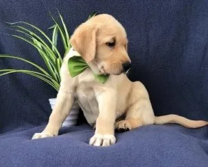 Beautiful Labrador puppies