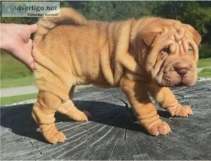 Lovely pure breed Chinese Shar Pei puppies Ready
