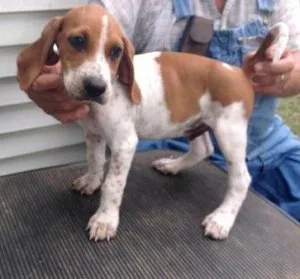 American English Coonhound PUPPIES