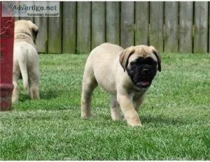 Two AKC Reg Bullmastiff Puppies Ready Now For Sale.