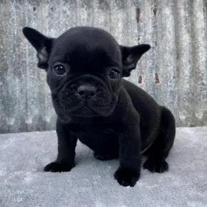 outstanding french bulldog puppies