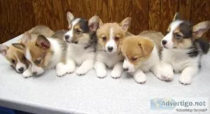 CORGI PUPPIES ARE READY NOW FOR NEW FAMILY