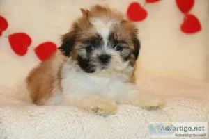 Adorable Shih-Tzu Poodle
