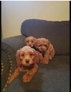 3 Adorable Cockapoos Puppies
