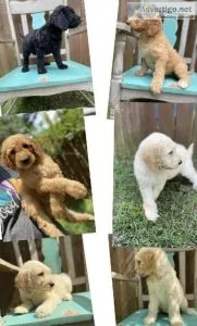 F1B Goldendoodles