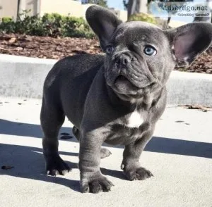 Lioue French Bulldog Puppies for sale