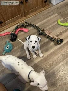 Beautiful Spotted Dalmatian Pups For Sale.