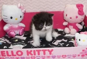 Top Quality Exotic Shorthair Kittens 4 Pets