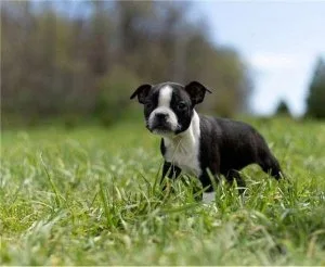 Healthy Boston Terrier Puppies Available