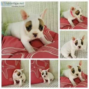 AKC French Bulldog