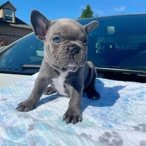 Blue French Bulldog Puppies Available