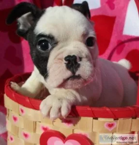 Amazing French bulldog puppy&rsquos