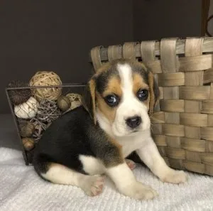 Wil-bel adorable Beagle puppies