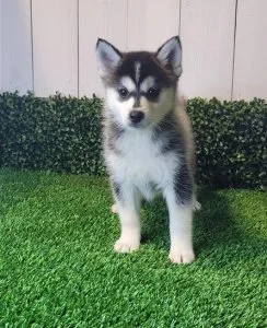 Quality Pomsky Pups Ready For Good Homes