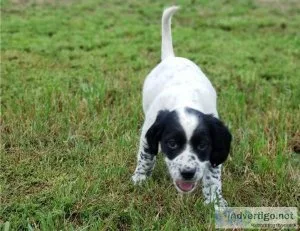 English Setter Pups Ready Now