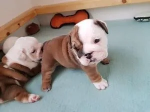 aghggc Gorgeous English Bulldog Puppies