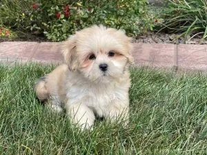 AKC Registered Lhasa Apso