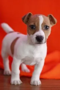 Jack Russell Terrier