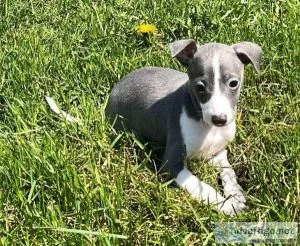 Italian Greyhound Pups Ready Now