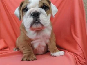 English Bulldog Greenish blueish eyed blue fawn
