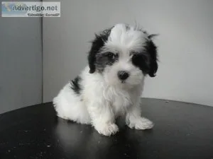Shorkie puppies