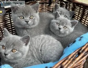SADDXS Blue British shorthair kittens