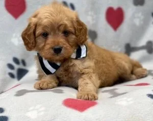 Cavapoo Puppies F1 2 male 1 female