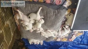Dogo Argentino Champion Bloodline Puppies