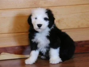 Quality Homes OnlyOld English Sheepdog Pups For Sale.