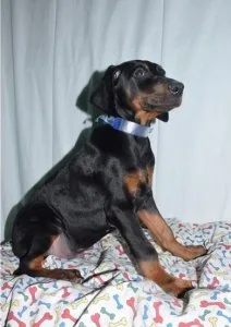Handsome Doberman Pinscher Puppies Ready