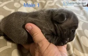 Blue French Bulldog Puppies