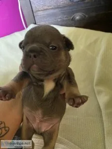 Frenchies lilac and tan