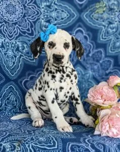 DANA - DALMATIAN PUPPY