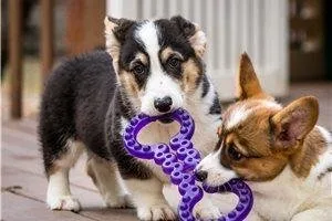 Pembroke Welsh Corgis for sale