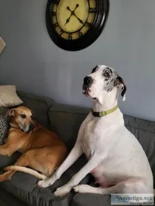 GREAT DANE PUPPIES to good home