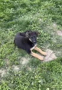 Female German Shepard pups