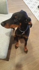 Doberman puppies for sale.