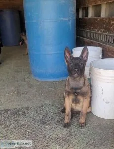 Belgian Malinois
