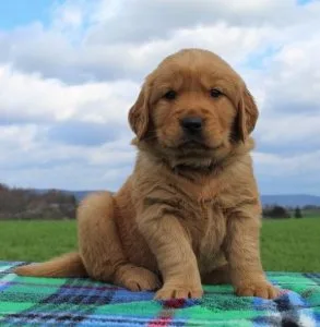 Pedigree Golden retriever puppies