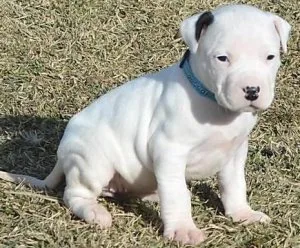 VET CHECKED DOGO AGENTINO PUPPIES