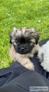 Shih tzu puppies for sale