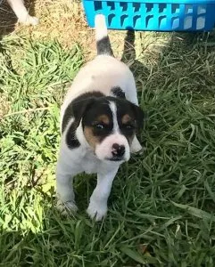 Beautiful  Jack Russel Male and Female For Sale