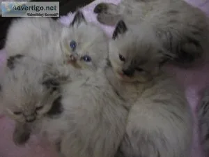 HimalayanSiamese kittens for sale