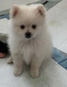 Absolutely Charming Pomeranian with pedigree.