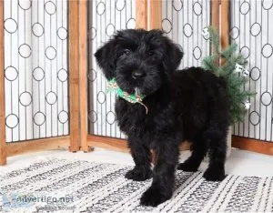 Family Raised Giant Schnauzer puppies For Good Homes