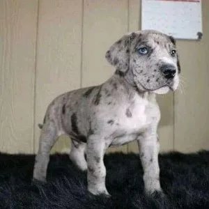 Great Dane Puppies for Sale
