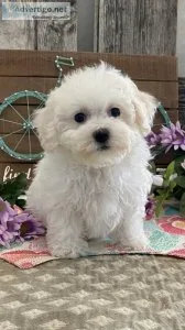 Bichone frise puppies for sale