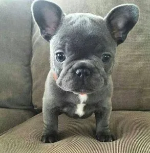 AWESOME FRENCH BULLDOG PUPS AVAILABLE