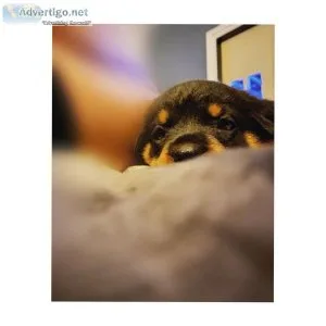 Rottweiler