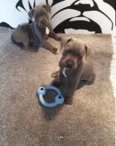 ONLY LOVING HOMES Staffordshire bull Terrier Puppies For Sale.